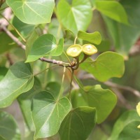 Thespesia populnea (L.) Sol. ex Corrêa